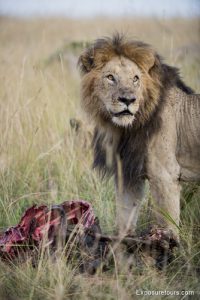 lion standing over kill