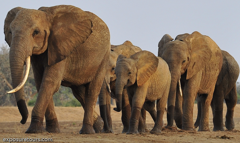 Amboseli Elephants - Photo Safaris