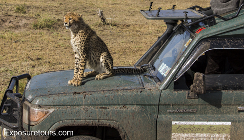cheetah ecounter african safari (12)