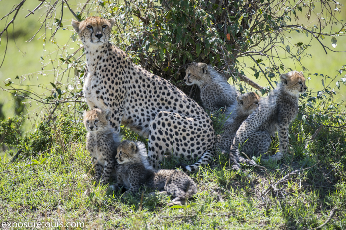 cheetah portrait  family exposure tours-3