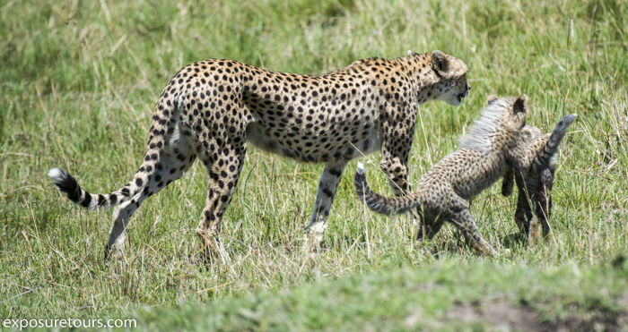 cheetah portrait  family exposure tours-5