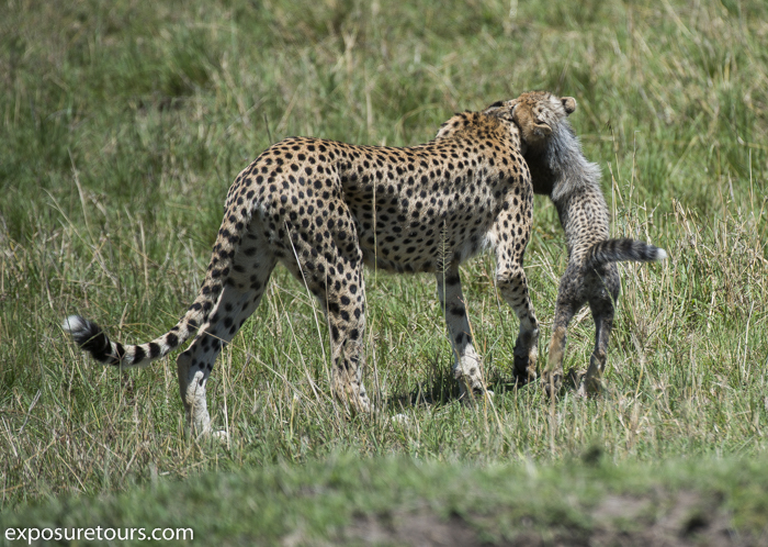 cheetah portrait  family exposure tours-6