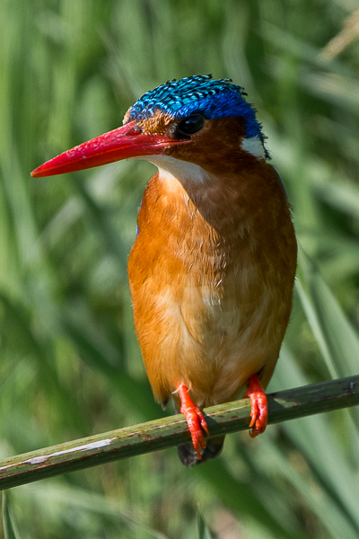 KING FISHER