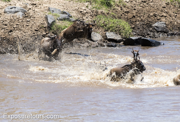wildebeest - exposure tours - safari tours toronto (3)