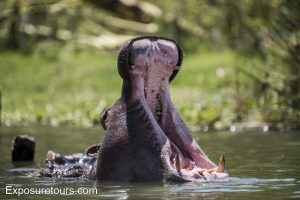 hippo mouth open