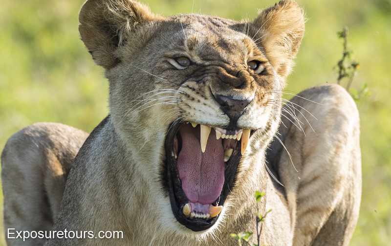 Lioness Growling lens review