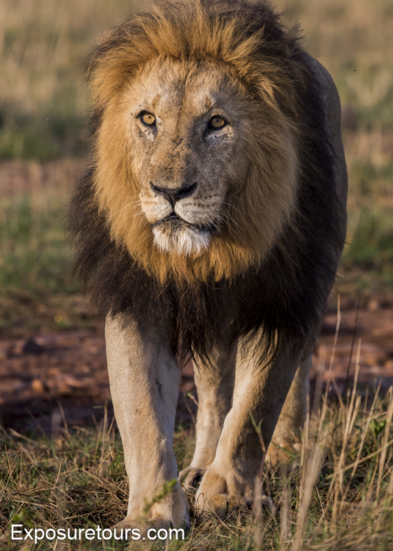 male-lion-walking-front