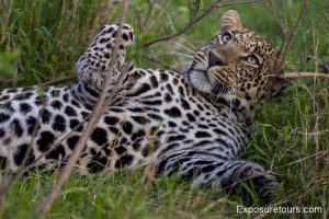 leopard-light