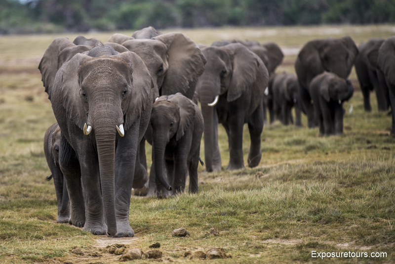 elephant exposure tours