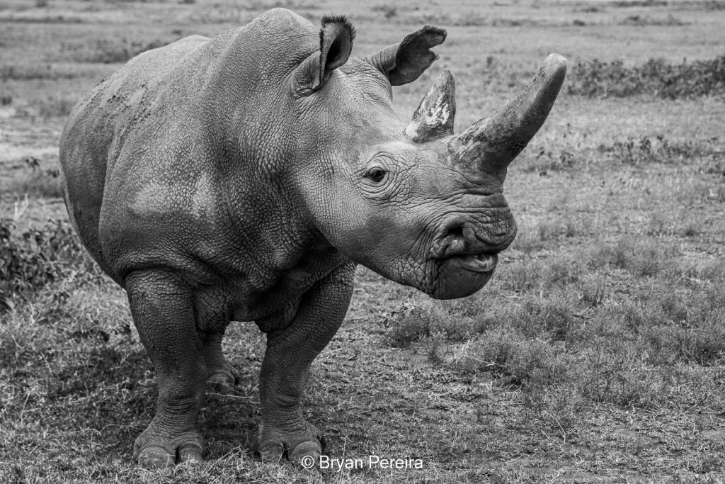 Rhino conservation