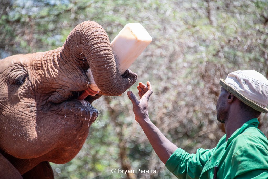 baby elephant sheldrick animal trust
