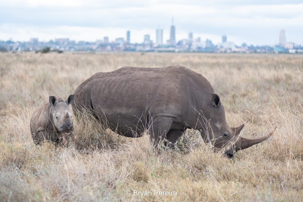 rhino nairobi national park mother and baby