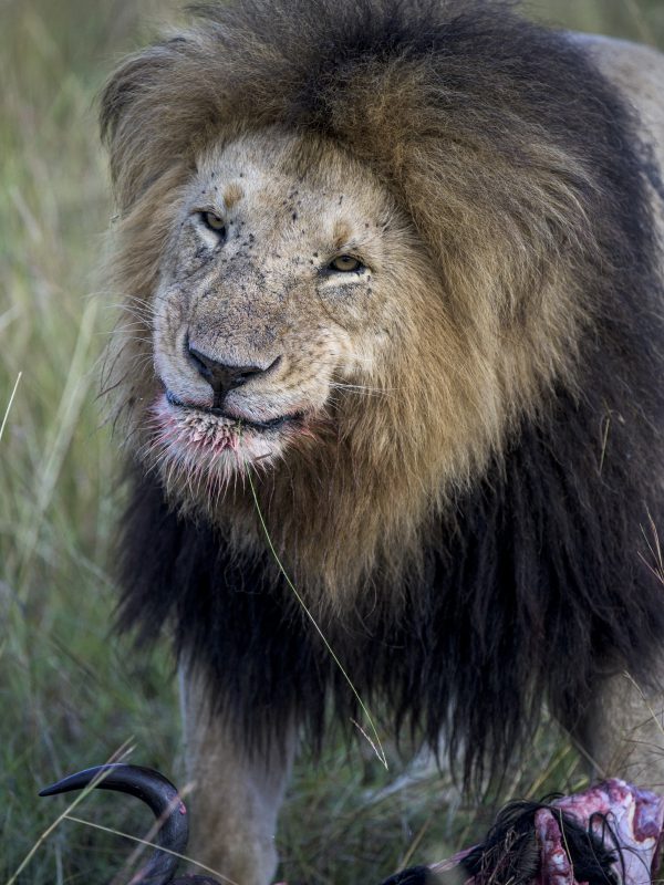 Lion Smiling Exposure tours Safari tours toronto