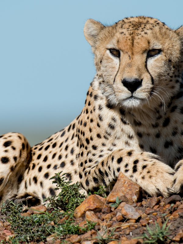 Cheetah Exposure tours Safari tours