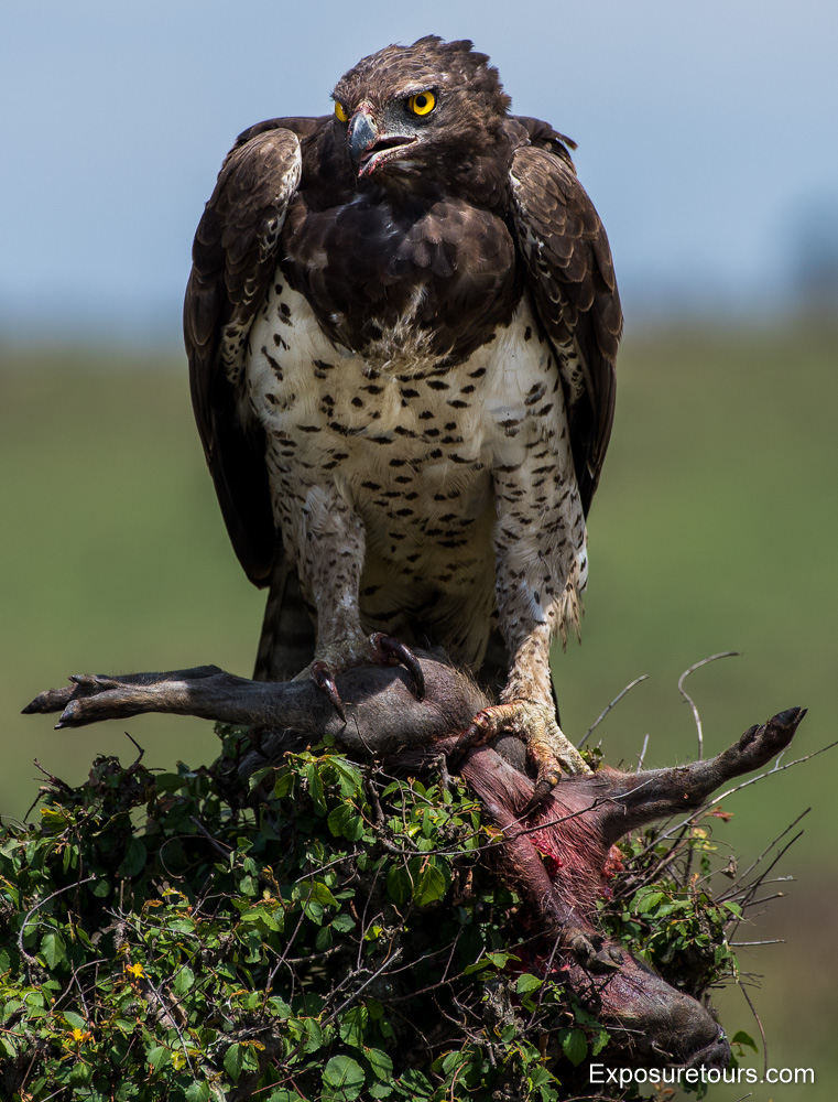 martial eagle posing