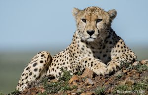 cheetah on mound