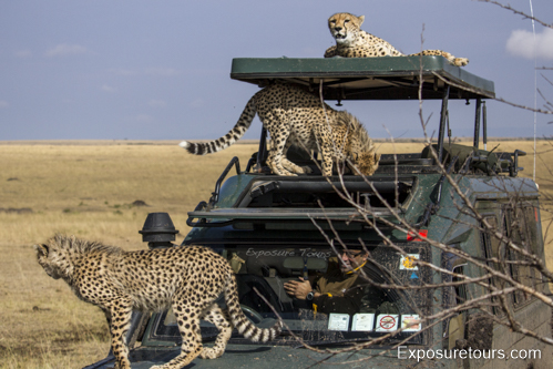 cheetah on van