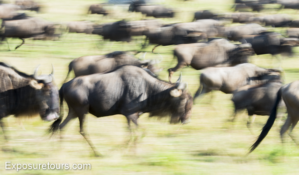 wildebeest - exposure tours - safari tours toronto (2)