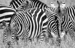 zebra monodchrome