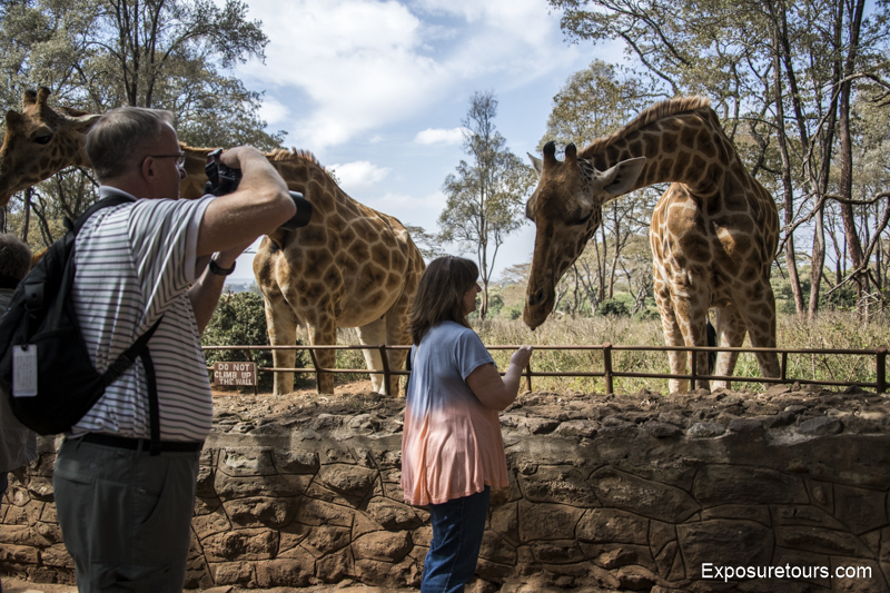 giraffe feeding
Elephant Orphanage & Giraffe Center