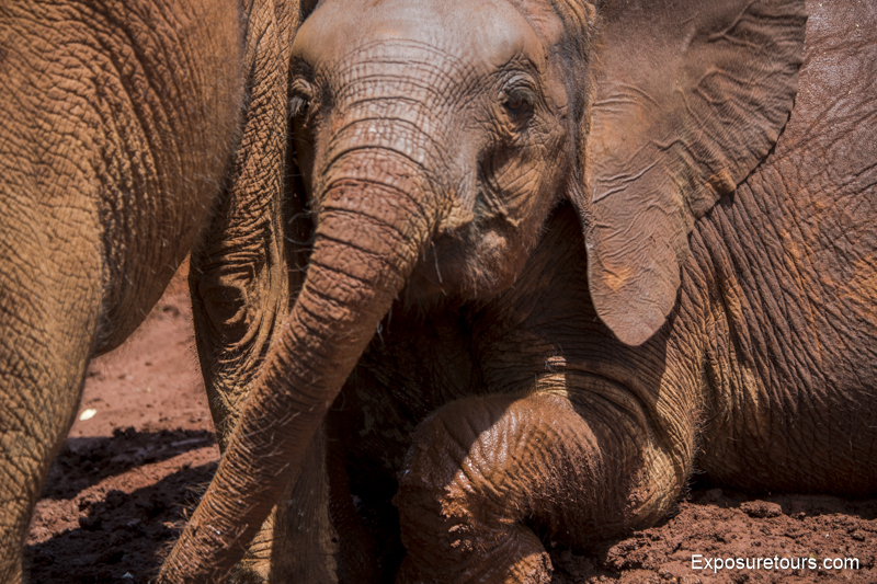 elephants playing in the mud. Elephant Orphanage & Giraffe Center
