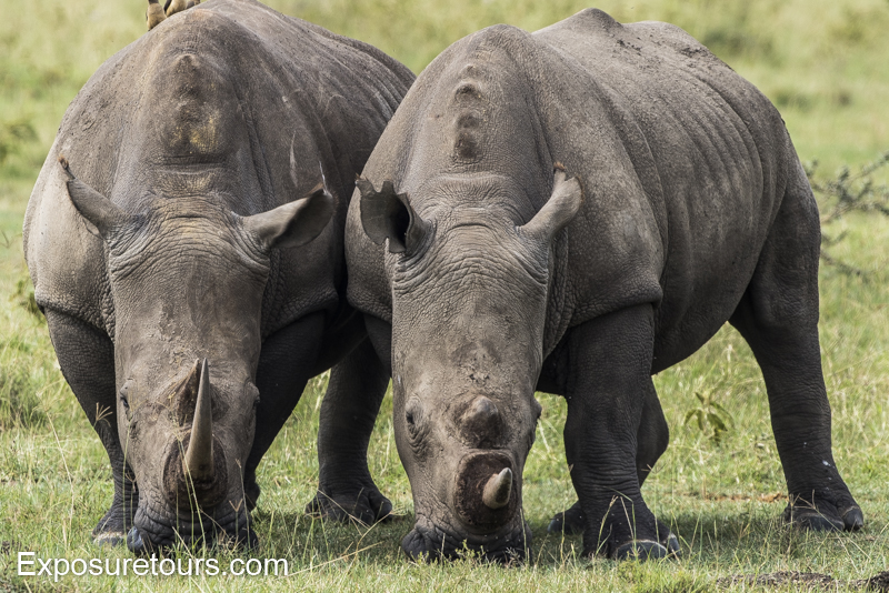 2 rhinos on safari