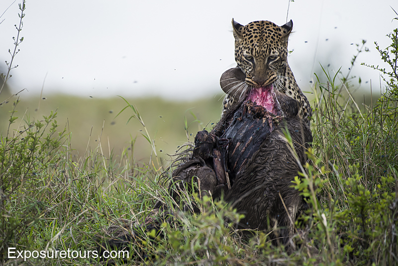 leopard with a wildebeest kill