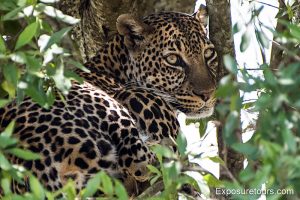 leopard wildlife photo safari header