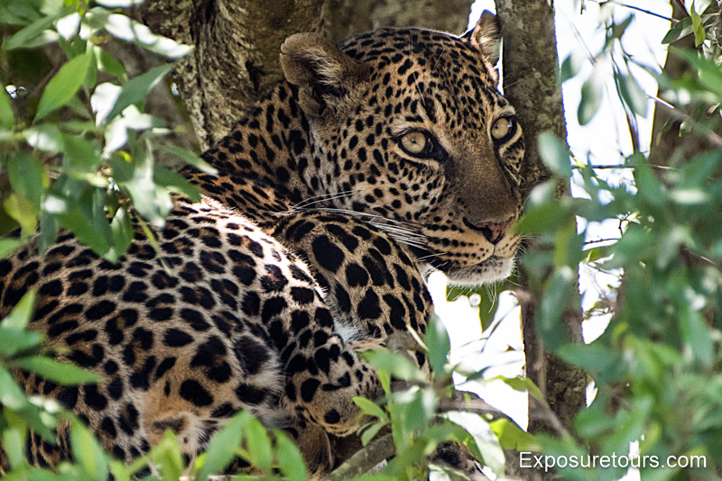 leopard wildlife photo safari header