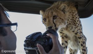 cheetah kisses my lens