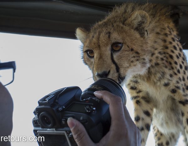 cheetah kisses my lens