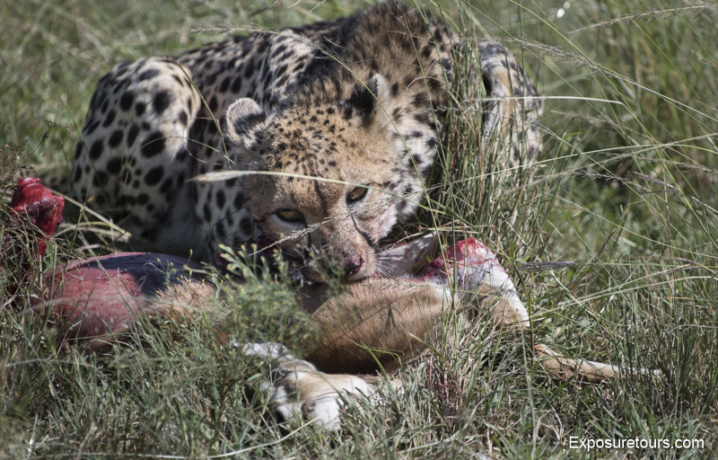cheetah eating kill