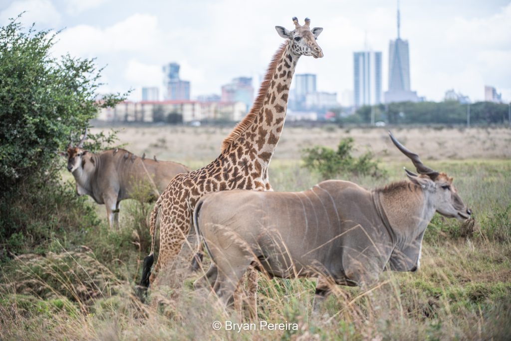 giraffe and eland nairobi national park