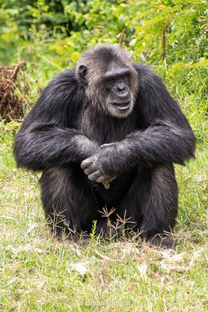 chimp sitting