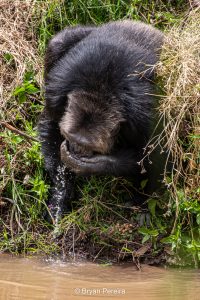 rescued chimp ol pejeta conservancy drinking