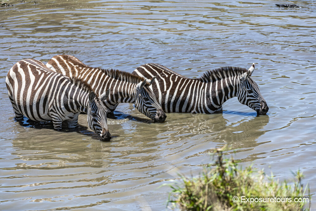 3 zebra in water drinking