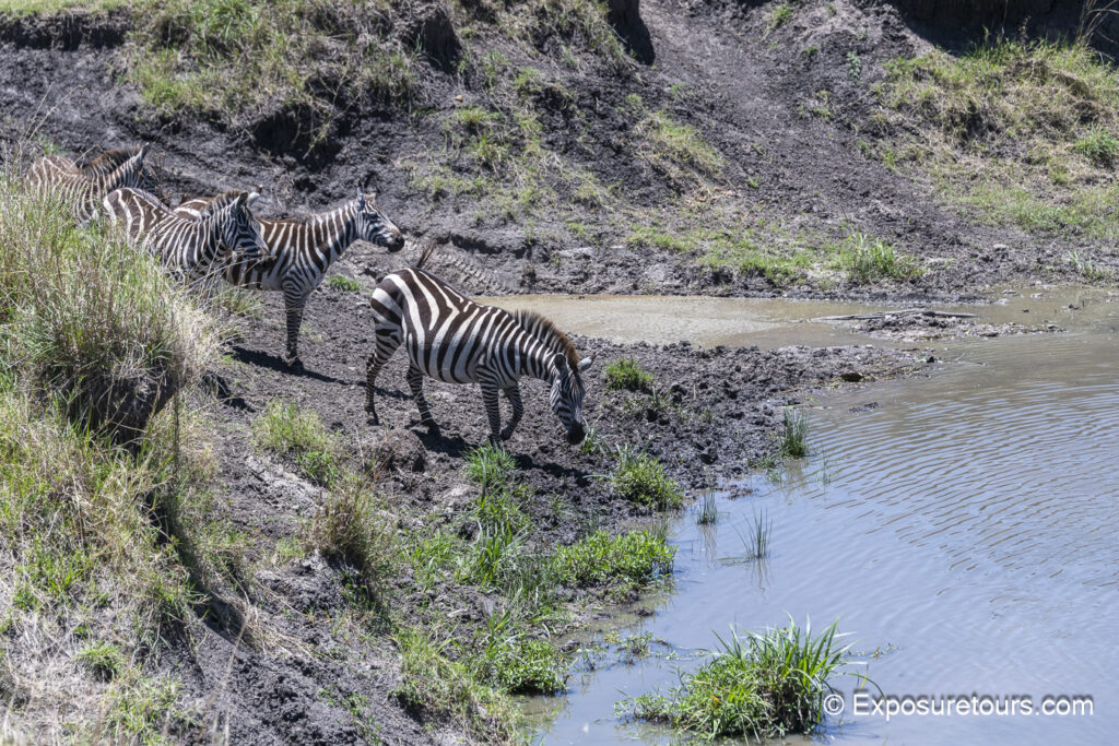 zebra approaching water