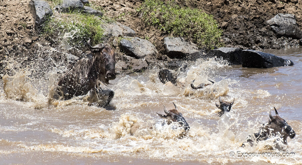 wildebeest crossing splashing